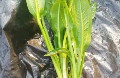 Water plant 3