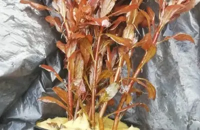 Water plant 4