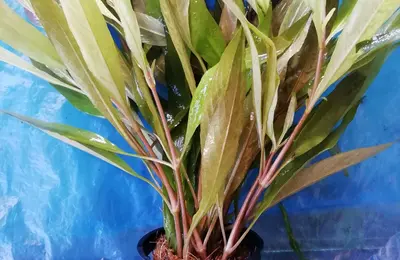 Water plant 5
