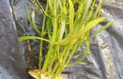 Water plant 6
