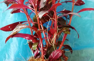 Water plant 7