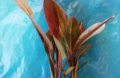 Water plant 8