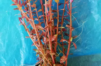 Water plant 9